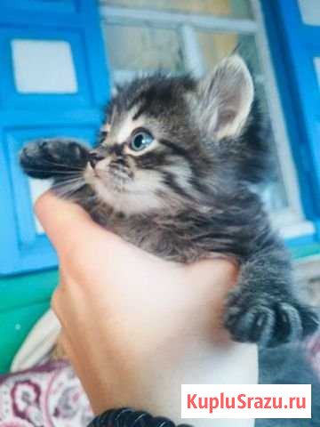 Котята Кореновск - изображение 1