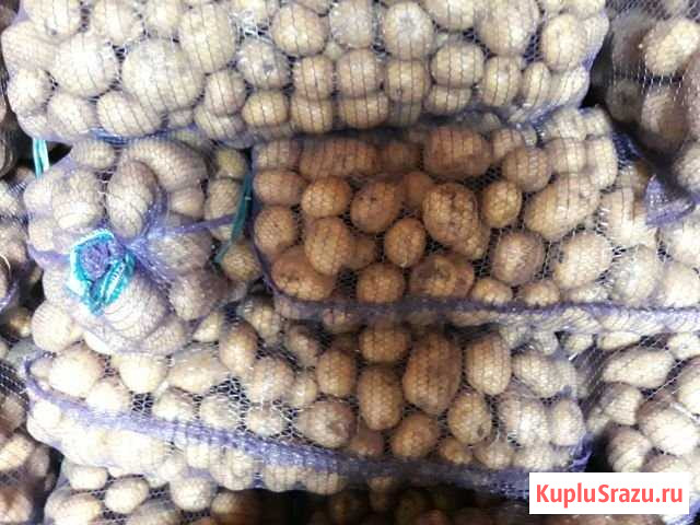 Картофель Арзамас - изображение 1