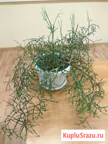 Комнатные цветы хатиора тёщин язык фикус коланхоэ Санкт-Петербург - изображение 1