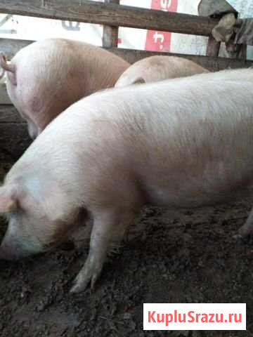 Продам свиней Рощино - изображение 1