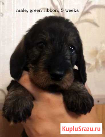 Щенки таксы стандартной ж/ш Зеленоград - изображение 1