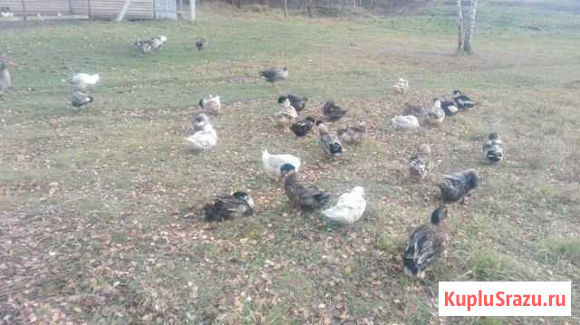 Утки Электросталь - изображение 1