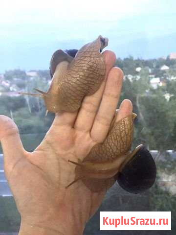 Улитка Егорьевск - изображение 1