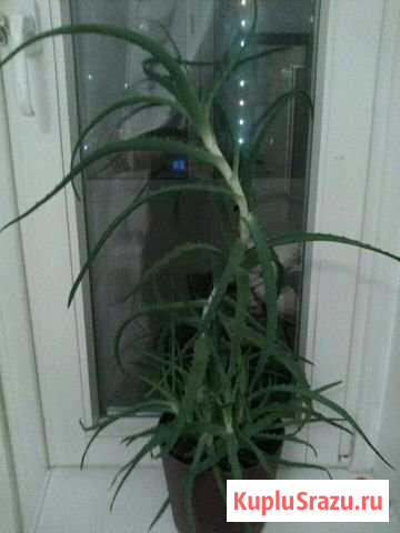 Алоэ Настоящий Лечебный Видное - изображение 1