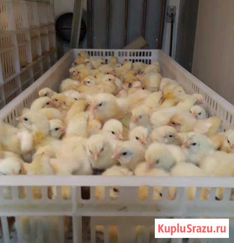 Суточный Бройлер Хотьково - изображение 1