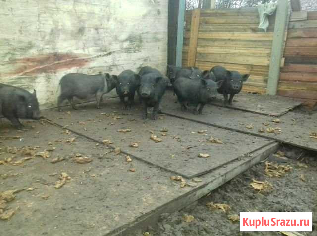Вьетнамск вислобрюхий поросенок Клин - изображение 1