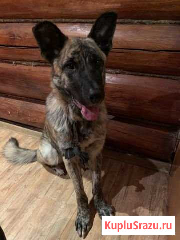 Найден кобель, Раменский район, станция Бронницы Бронницы - изображение 1