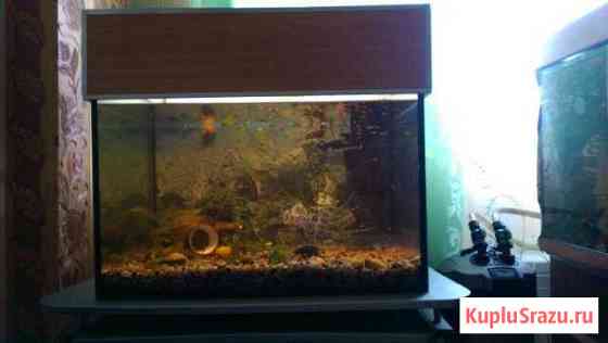 Аквариум с рыбками Красногорск