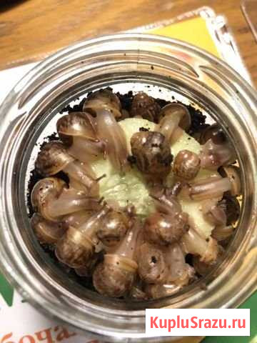 Улитки Ахатины Серпухов - изображение 1