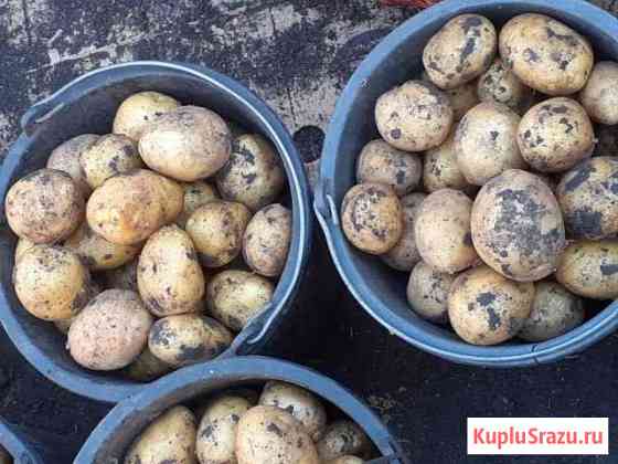 Продам картофель Старовеличковская