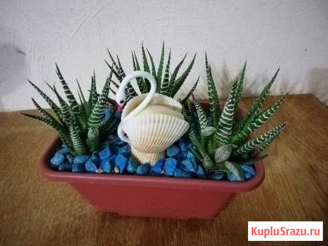 Композиция из кактусов Краснодар - изображение 1