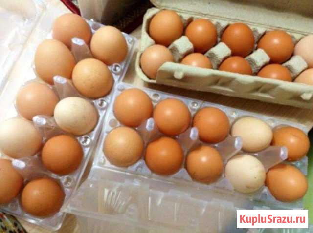 Продаём яйца куриные домашние Славянск-на-Кубани - изображение 1