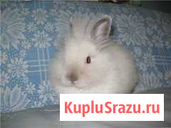 Кролик декоративный Тимашевск - изображение 1