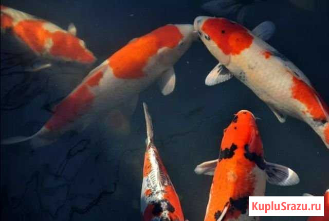 Карпы кои Кореновск - изображение 1