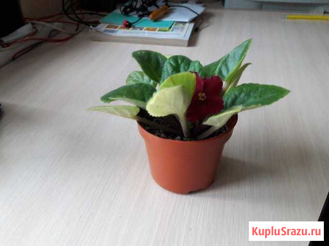 Продам фиалку Нижнекамск - изображение 1