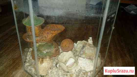 Аквариум Набережные Челны