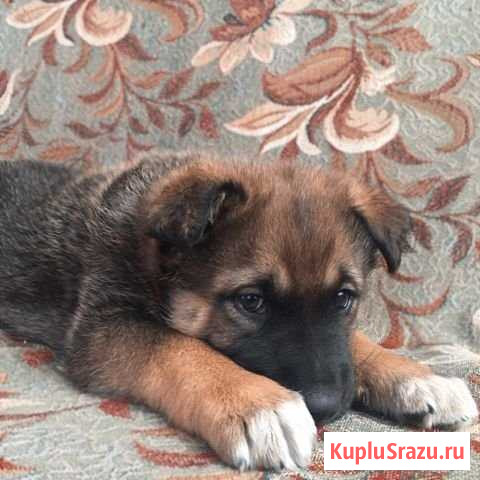 Отдам двух мальчиков в добрые руки Гатчина - изображение 1