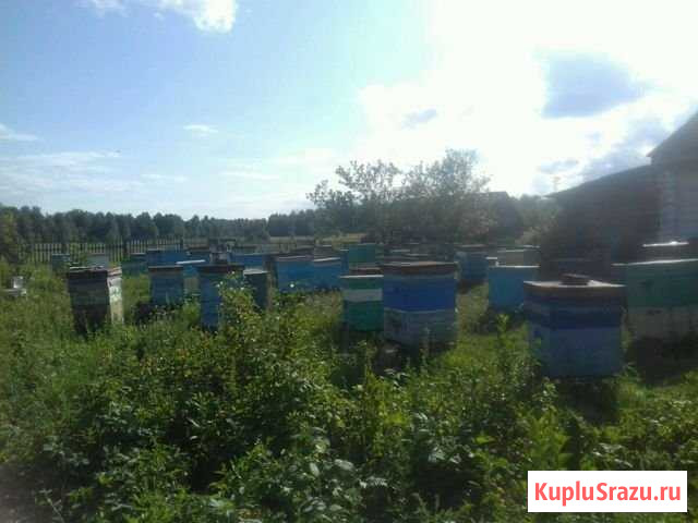 Продам пчел семьи с ульями вторыми корпусами полны Нижнетроицкий - изображение 1
