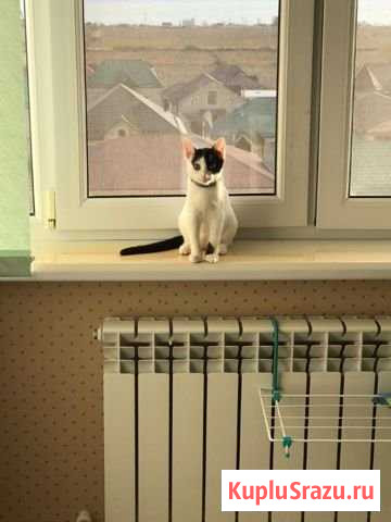 Котёнок Дербент - изображение 1