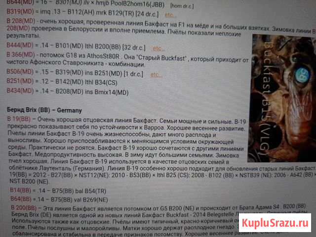 Пчелопакеты Бакфаст 2020 Череповец - изображение 1