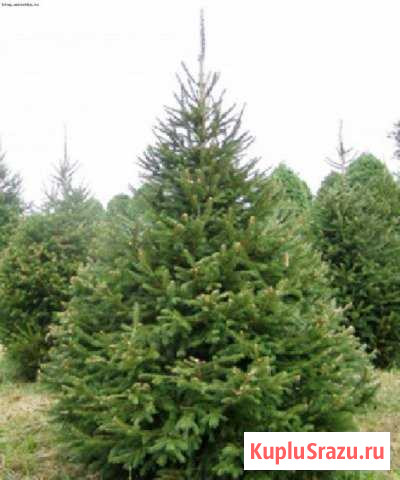 Ёлки новогодние живые Вологда - изображение 1