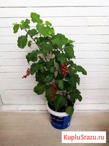 Комнатные растения в наличии Петрозаводск - изображение 1