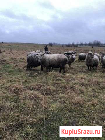 Баран на племя Нестеров - изображение 1