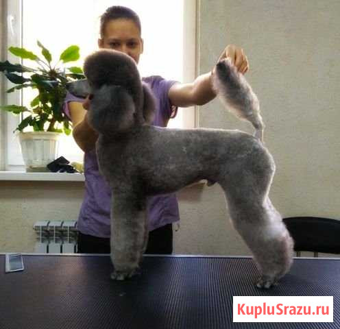 Стрижка собак Калининград - изображение 1