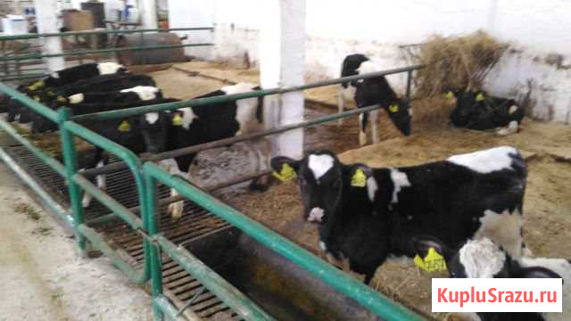 Бычки телята мясной породы от месяца Балабаново - изображение 1