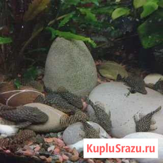 Анцитрусы Оренбург - изображение 1