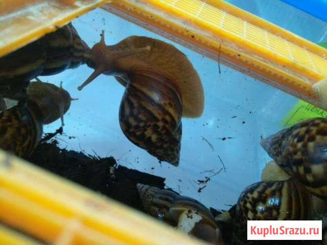 Улитка Ахатина Пермь - изображение 1