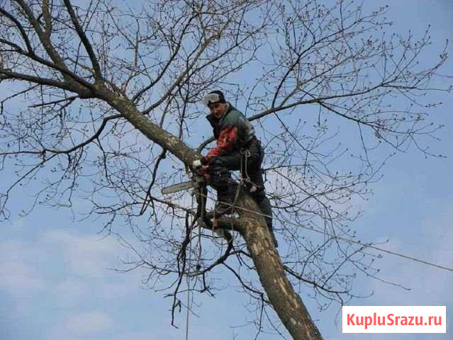 Спил деревьев, санитарная обрезка, вырубка кустов Кострома - изображение 1