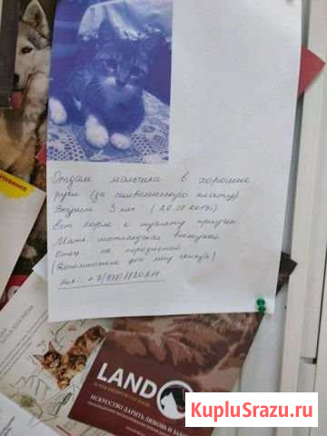 Отдам кота в хорошие руки за символическую плату Феодосия - изображение 1