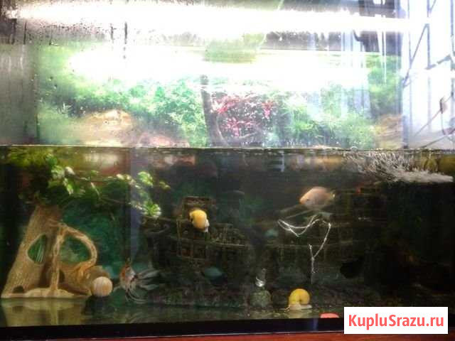 Аквариум 240л с оборудованием и рыбками Алупка - изображение 1
