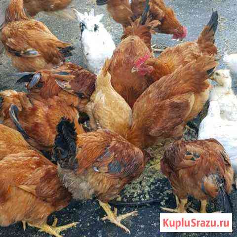 Мясо птицы Железногорск