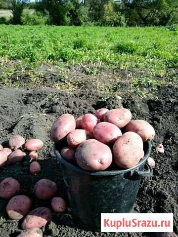Продукты питания Саранск - изображение 1