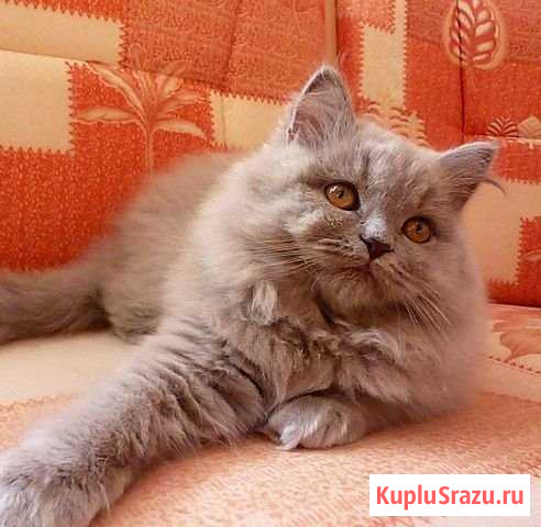 Нежная мурлыка в добрые руки Орёл - изображение 1
