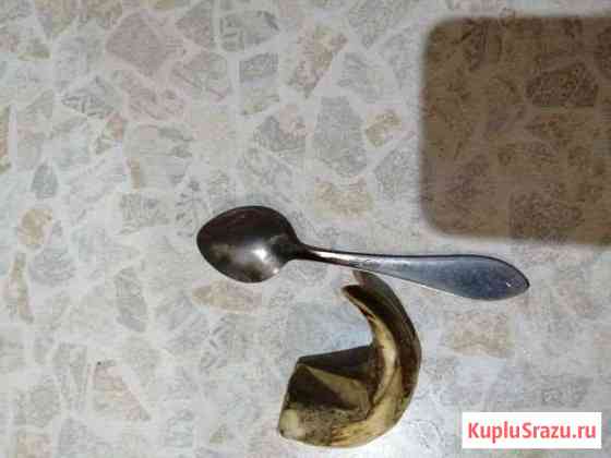 Продам клык кабана Вязьма
