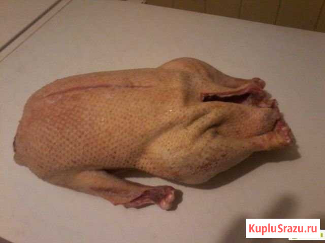 Гуси Пятигорск - изображение 1