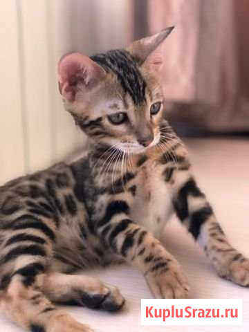 Бенгальские котята Ессентуки - изображение 1