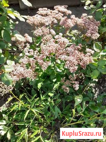 Очиток Светлоград - изображение 1