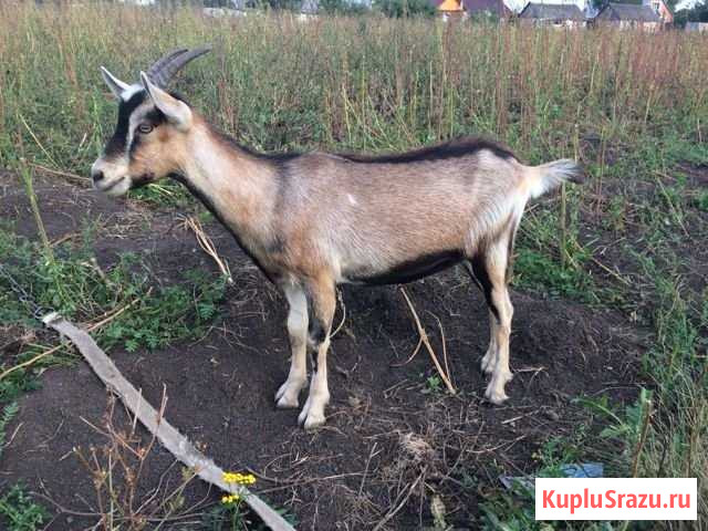 Продаются породистые козы Пронск - изображение 1