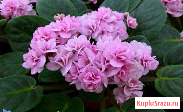 Фиалка Ижевск - изображение 1