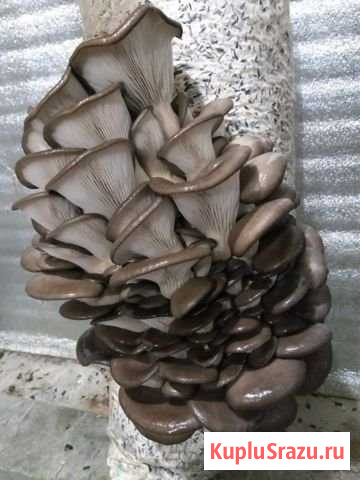 Грибные блоки Вешенка Георгиевск - изображение 1