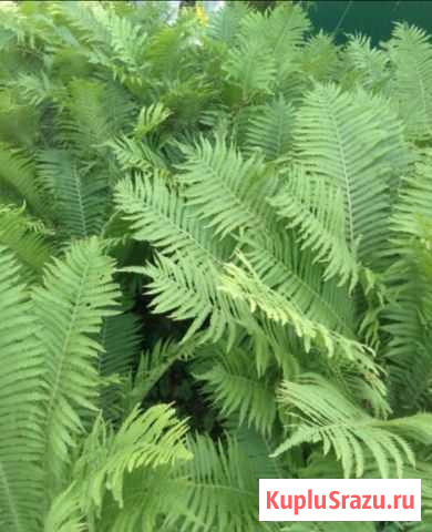 Папоротник садовый Рыбинск - изображение 1
