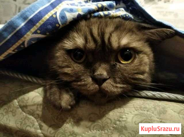 Кошка шотландская Чебоксары - изображение 1