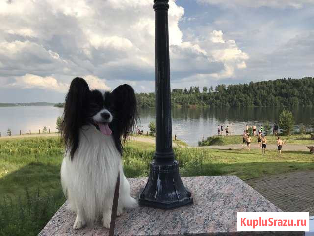 Вязка. Кобель. Папийон. Ждём невест. Папильон Ярославль - изображение 1