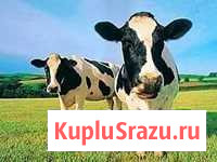 Продаю коровье молоко Серебряные Пруды - изображение 1