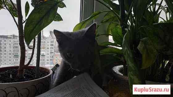 Воспитанный котик в надежные руки Казань