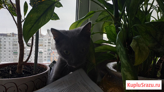 Воспитанный котик в надежные руки Казань - изображение 4